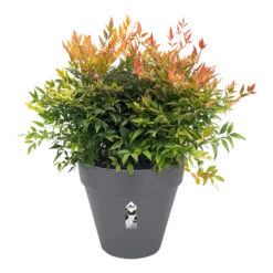 Bloempot Elho Loft Urban Rond 60cm - Antraciet -Tuin Decor Verkoop bloempot elho loft urban rond antraciet bloempot antraciet 3 2
