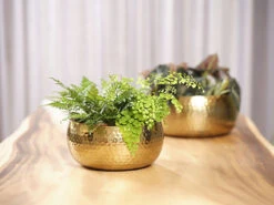 Plantenschaal Kody - D28 X H13cm - Goud 5 Plantenschaal Kody - D28 X H13cm - Goud -Tuin Decor Verkoop bowl kody gold d28 h13 schaal 7 12