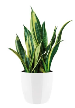 Bloempot Elho Brussels Diamond Rond 22cm - Wit -Tuin Decor Verkoop brussels diamond rond 22cm bloempot wit 6 20