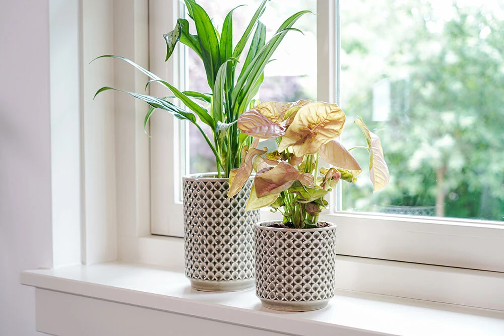 Bloempot Thies - D17 X H15cm - Olijf Groen 2 Bloempot Thies - D17 X H15cm - Olijf Groen - Afbeelding 2