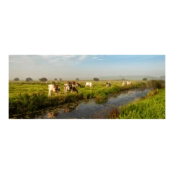 Tuinposter Weiland Met Koeien - 110x45cm