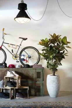 Capi Bloempot Hoog Nature Elegant Deluxe Rib NL - D38 X H58cm - Ivoor 5 Capi Bloempot Hoog Nature Elegant Deluxe Rib NL - D38 X H58cm - Ivoor -Tuin Decor Verkoop vaas elegant deluxe rib nl 40x60 ivoor bloempot 7 8