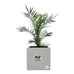 Elho Vivo Next Vierkant Wielen 30cm - Warm Grijs 12 Elho Vivo Next Vierkant Wielen 30cm - Warm Grijs -Tuin Decor Verkoop vivo next vierkant wielen 30cm warm grijs 6 1