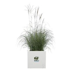 Elho Vivo Next Vierkant Wielen 40cm - Wit -Tuin Decor Verkoop vivo next vierkant wielen 40cm wit 5 1